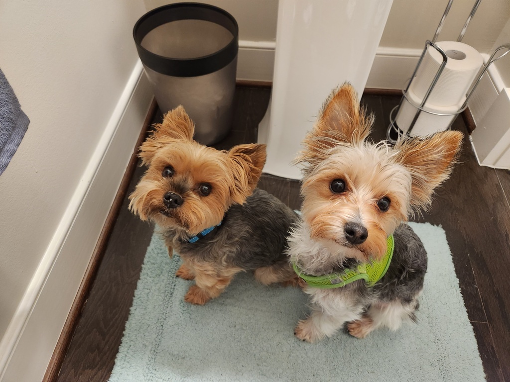 Henry & Wesley Kamichoff: images/20230125_145213-sm.jpg