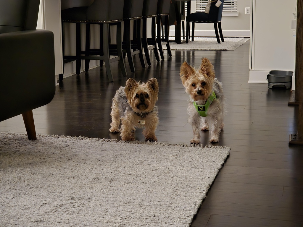 Henry & Wesley Kamichoff: images/2024-03-20-172733_002.jpg