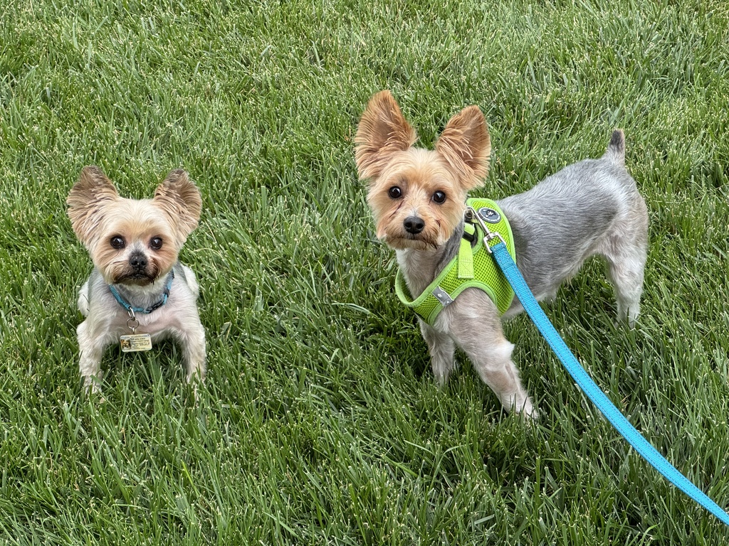Henry & Wesley Kamichoff: images/2398jfweoi.jpg