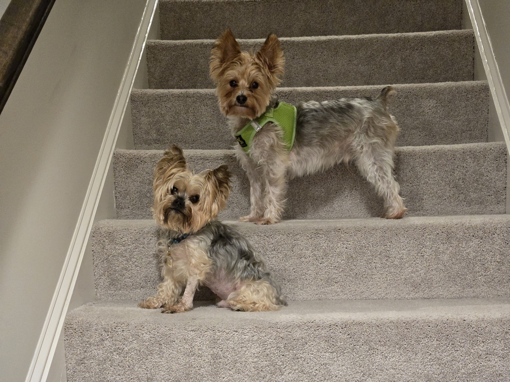 Henry & Wesley Kamichoff: images/8d9898s98d.jpg