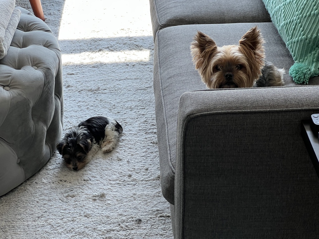 Henry & Wesley Kamichoff: images/IMG_3350_couch.jpg