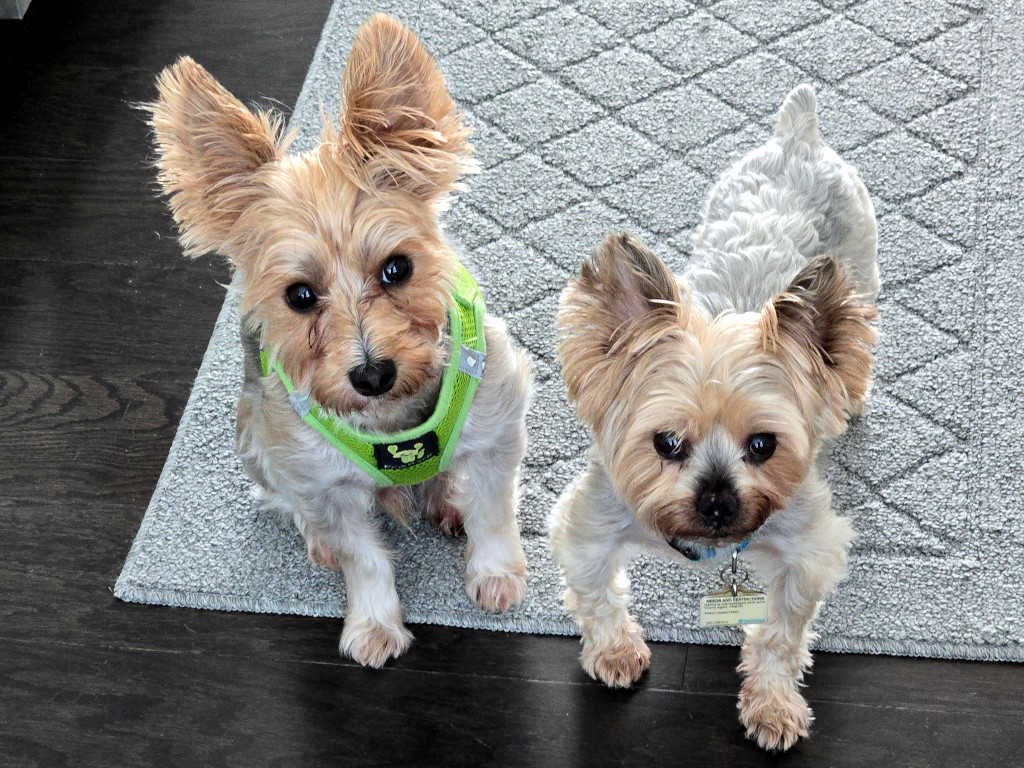 Henry & Wesley Kamichoff: images/d9f8hdsh.jpg