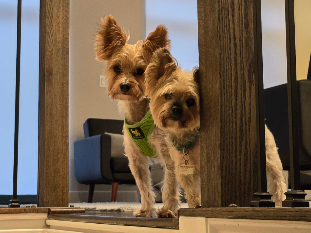 Henry & Wesley Kamichoff: images/d9fhs8df98j.jpg