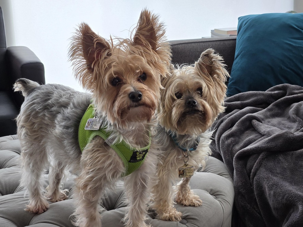 Henry & Wesley Kamichoff: images/df98hsdfusjn.jpg