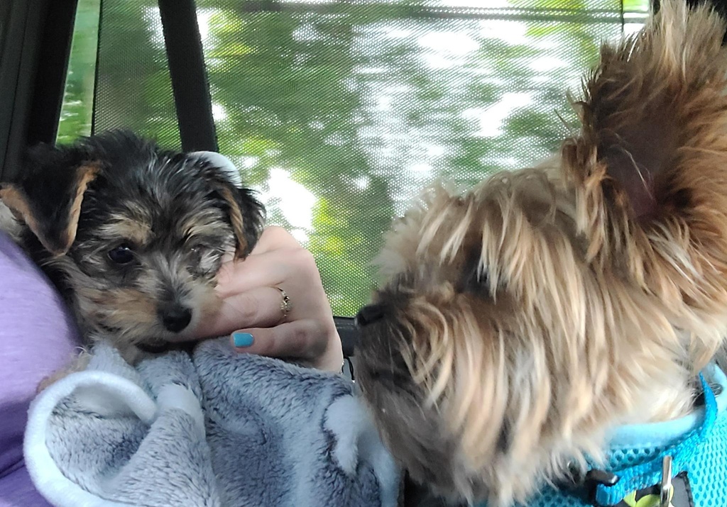 Henry & Wesley Kamichoff: images/henwes009.jpg