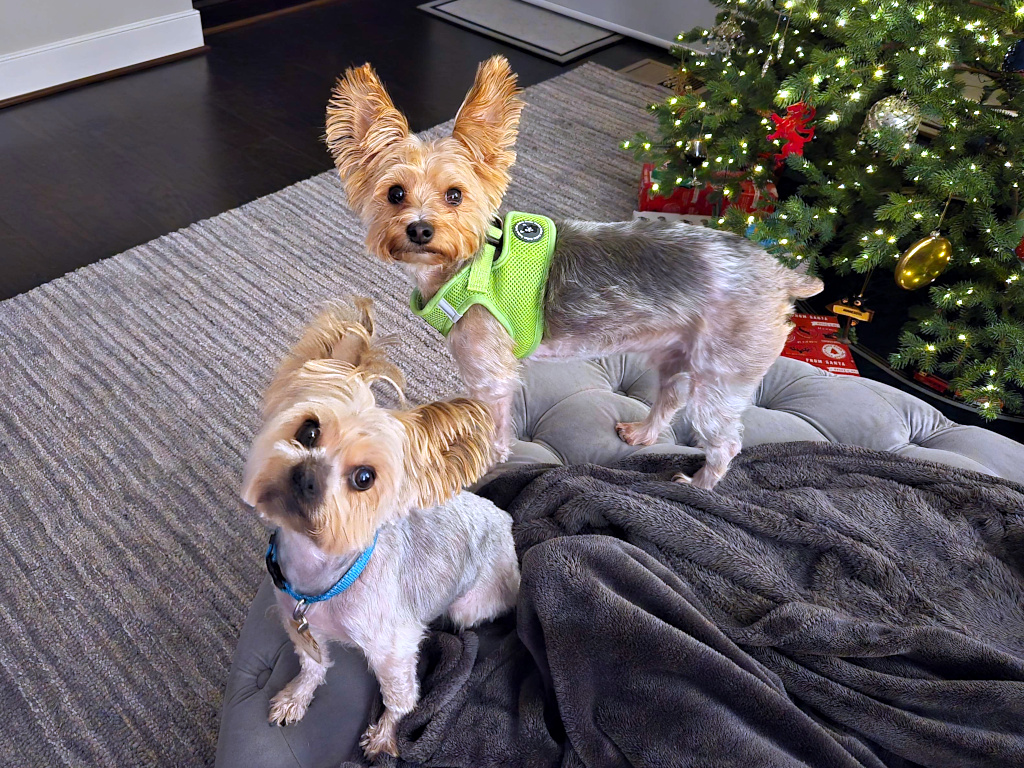 Henry & Wesley Kamichoff: images/henwesdf09ksdf0.jpg