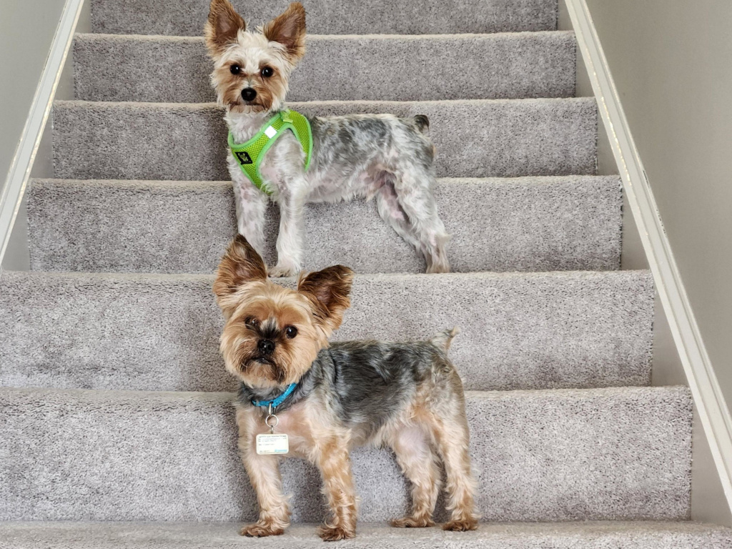 Henry & Wesley Kamichoff: images/henwesstairs.jpg